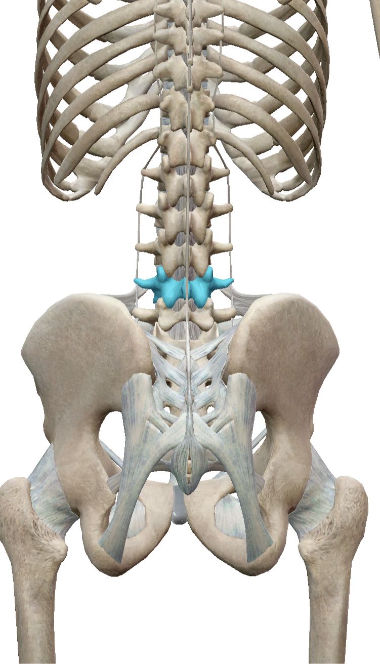 青い部分が第４腰椎